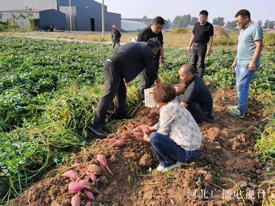 丰收“冀” | 秦皇岛卢龙 对优质鲜食甘薯种植开展测产 新品种赋能乡村振兴 薯类种植