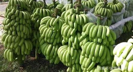 香蕉与薯类种植中钾肥的重要性解析