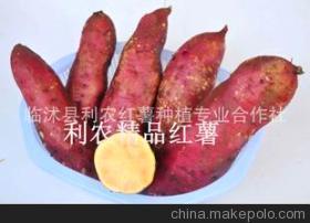 精选150克重以上电烤专用红薯 品质与价值的完美结合