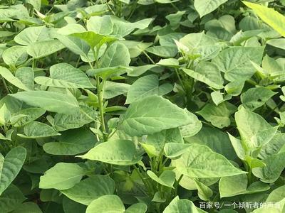 杨教授田头“薯”心愿 打造武汉红薯种植新标杆