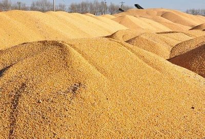 解读国家统计局数据 粮食播种面积缩减下的单产逆势增长——薯类种植成效显著