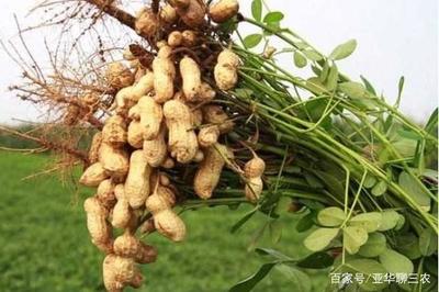 收获花生时根部有很多小疙瘩？别慌，通常只与这两种情况有关