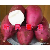 武汉地瓜批发 黄心、红心、白心地瓜全解析