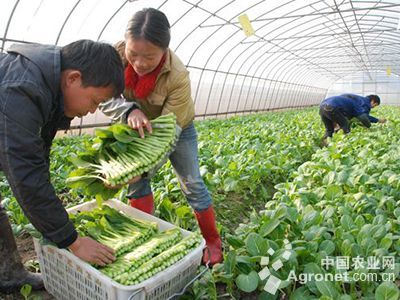 珠子椒与薯类种植 从种子选择到高效管理