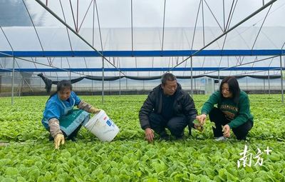 新春首争！韶关乳源6900亩烟叶落定 薯类种植同步铺开